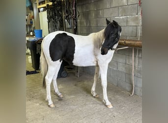 Altri pony/cavalli di piccola taglia Mix, Giumenta, 1 Anno, 135 cm, Pezzato