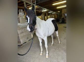 Altri pony/cavalli di piccola taglia Mix, Giumenta, 1 Anno, 135 cm, Pezzato