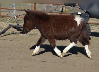 Altri pony/cavalli di piccola taglia, Giumenta, 1 Anno, 79 cm