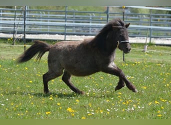 Altri pony/cavalli di piccola taglia, Giumenta, 1 Anno, 90 cm, Roano blu