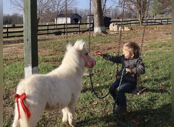 Altri pony/cavalli di piccola taglia, Giumenta, 1 Anno, Palomino