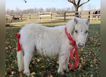 Altri pony/cavalli di piccola taglia, Giumenta, 1 Anno, Palomino