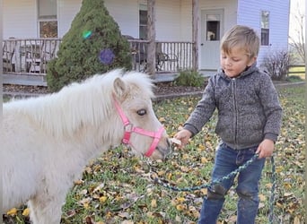 Altri pony/cavalli di piccola taglia, Giumenta, 1 Anno, Palomino