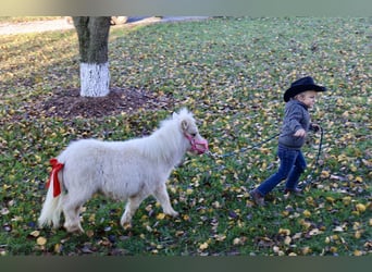 Altri pony/cavalli di piccola taglia, Giumenta, 1 Anno, Palomino