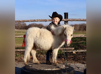 Altri pony/cavalli di piccola taglia, Giumenta, 1 Anno, Palomino