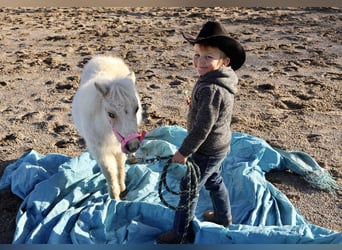 Altri pony/cavalli di piccola taglia, Giumenta, 1 Anno, Palomino