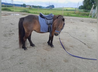 Altri pony/cavalli di piccola taglia, Giumenta, 25 Anni, 95 cm, Baio