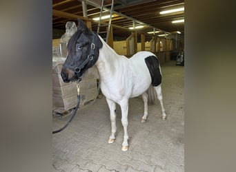 Altri pony/cavalli di piccola taglia, Giumenta, 2 Anni, 135 cm, Pezzato