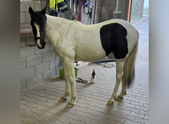 Altri pony/cavalli di piccola taglia, Giumenta, 2 Anni, 135 cm, Pezzato