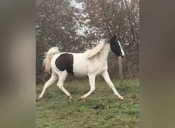 Altri pony/cavalli di piccola taglia, Giumenta, 2 Anni, 135 cm, Pezzato