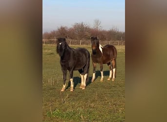 Altri pony/cavalli di piccola taglia, Giumenta, 3 Anni, 130 cm, Pezzato