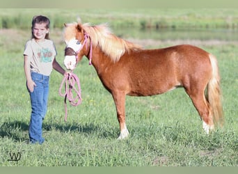 Altri pony/cavalli di piccola taglia, Giumenta, 3 Anni, 97 cm, Sauro ciliegia