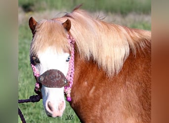Altri pony/cavalli di piccola taglia, Giumenta, 3 Anni, 97 cm, Sauro ciliegia