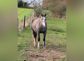 Altri pony/cavalli di piccola taglia, Giumenta, 3 Anni, Grigio