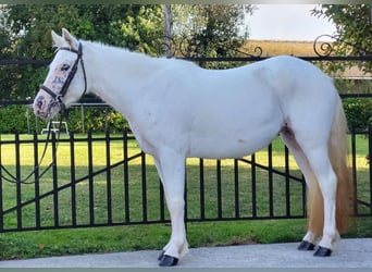 Altri pony/cavalli di piccola taglia, Giumenta, 4 Anni, 120 cm, Grigio