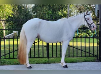 Altri pony/cavalli di piccola taglia, Giumenta, 4 Anni, 120 cm, Grigio