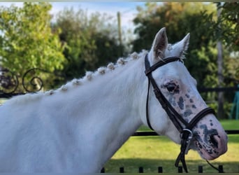 Altri pony/cavalli di piccola taglia, Giumenta, 4 Anni, 120 cm, Grigio