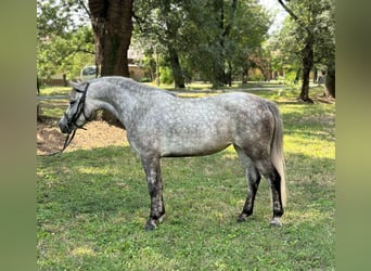 Altri pony/cavalli di piccola taglia, Giumenta, 4 Anni, 130 cm, Grigio pezzato