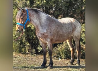 Altri pony/cavalli di piccola taglia, Giumenta, 4 Anni, 140 cm