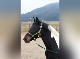 Altri pony/cavalli di piccola taglia, Giumenta, 4 Anni, 140 cm, Pezzato