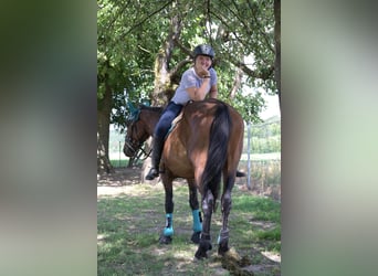 Altri pony/cavalli di piccola taglia Mix, Giumenta, 4 Anni, 145 cm, Baio