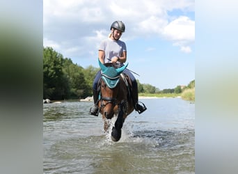 Altri pony/cavalli di piccola taglia Mix, Giumenta, 4 Anni, 145 cm, Baio