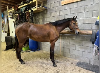 Altri pony/cavalli di piccola taglia, Giumenta, 4 Anni, 145 cm, Baio