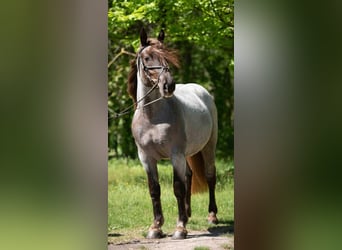 Altri pony/cavalli di piccola taglia, Giumenta, 4 Anni, 145 cm