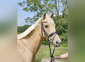 Altri pony/cavalli di piccola taglia, Giumenta, 4 Anni, 155 cm, Palomino