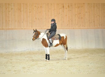 Altri pony/cavalli di piccola taglia, Giumenta, 4 Anni, 155 cm, Pezzato