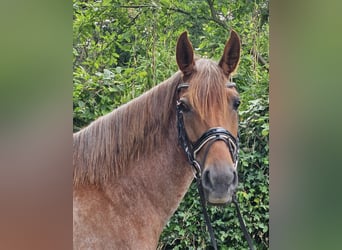 Altri pony/cavalli di piccola taglia, Giumenta, 4 Anni, 155 cm, Roano rosso