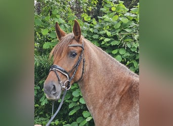 Altri pony/cavalli di piccola taglia, Giumenta, 4 Anni, 155 cm, Roano rosso