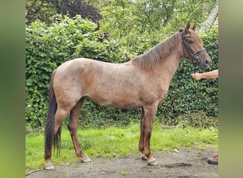 Altri pony/cavalli di piccola taglia, Giumenta, 4 Anni, 155 cm, Roano rosso