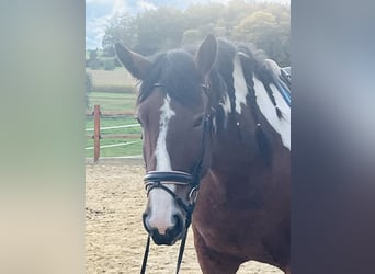 Altri pony/cavalli di piccola taglia, Giumenta, 4 Anni, 157 cm, Pezzato