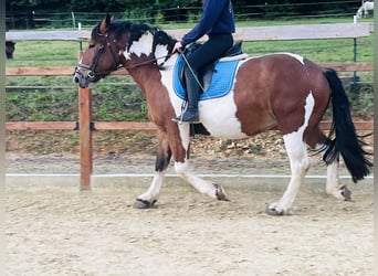 Altri pony/cavalli di piccola taglia, Giumenta, 4 Anni, 157 cm, Pezzato