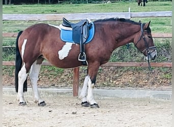 Altri pony/cavalli di piccola taglia, Giumenta, 4 Anni, 157 cm, Pezzato