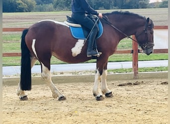 Altri pony/cavalli di piccola taglia, Giumenta, 4 Anni, 157 cm, Pezzato