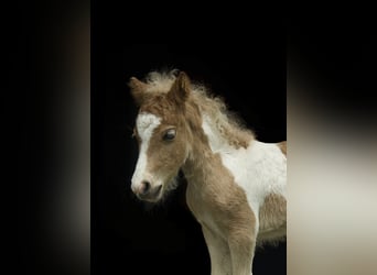 Altri pony/cavalli di piccola taglia, Giumenta, 4 Anni, 79 cm