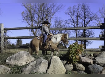 Altri pony/cavalli di piccola taglia, Giumenta, 4 Anni, 97 cm, Falbo