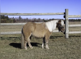 Altri pony/cavalli di piccola taglia, Giumenta, 4 Anni, 97 cm, Falbo