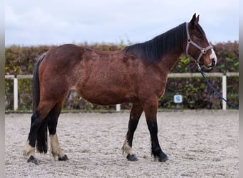 Altri pony/cavalli di piccola taglia, Giumenta, 4 Anni