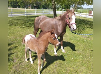 Altri pony/cavalli di piccola taglia, Giumenta, 5 Anni, 115 cm, Sauro