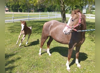 Altri pony/cavalli di piccola taglia, Giumenta, 5 Anni, 115 cm, Sauro