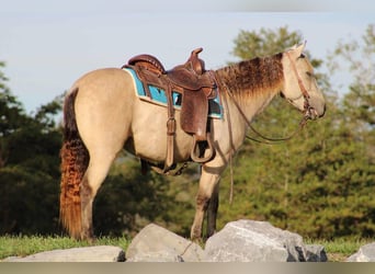 Altri pony/cavalli di piccola taglia, Giumenta, 5 Anni, 127 cm, Pelle di daino