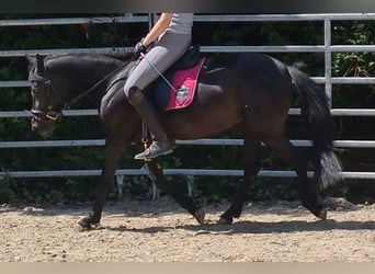 Altri pony/cavalli di piccola taglia Mix, Giumenta, 5 Anni, 128 cm, Morello