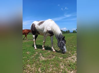 Altri pony/cavalli di piccola taglia Mix, Giumenta, 5 Anni, 140 cm, Può diventare grigio