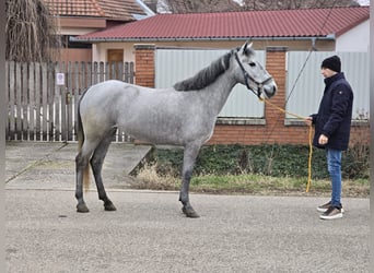 Altri pony/cavalli di piccola taglia, Giumenta, 5 Anni, 143 cm