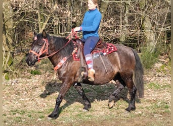 Altri pony/cavalli di piccola taglia Mix, Giumenta, 5 Anni, 145 cm, Morello