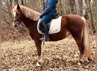 Altri pony/cavalli di piccola taglia, Giumenta, 5 Anni, 146 cm, Baio chiaro