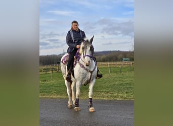 Altri pony/cavalli di piccola taglia, Giumenta, 5 Anni, 146 cm, Pezzato